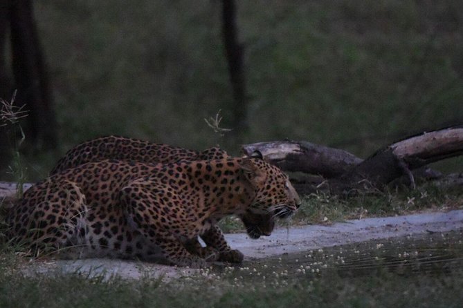 Exclusive Safari at Jhalana Leopard Park Including Transfers - Morning or Afternoon: Which Departure Fits You?