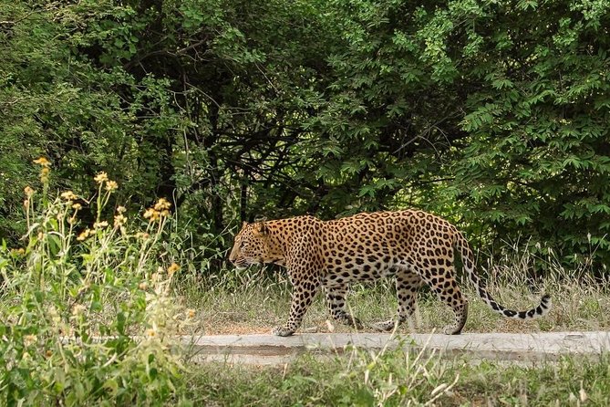 Exclusive Safari at Jhalana Leopard Park Including Transfers - What Makes Jhalana Different From a City Sightseeing Day