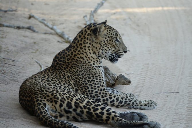 Exclusive Safari at Jhalana Leopard Park Including Transfers - Practical Tips for a Better Ride