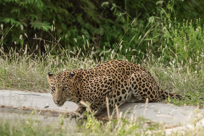 Exclusive Safari at Jhalana Leopard Park Including Transfers - Entering Jhalana’s Two Wildlife Zones