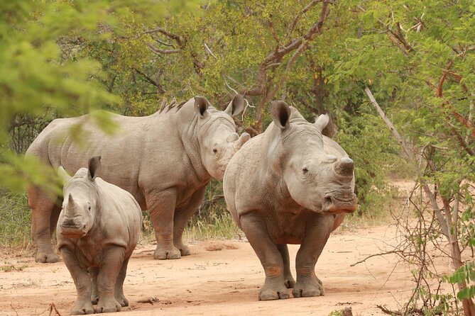 Exclusive Sunset Game Drive Safari near Hoedspruit - The best chance for predators comes late