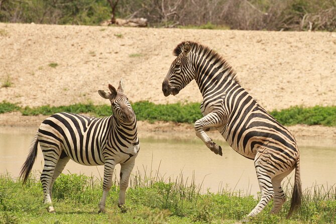 Exclusive Sunset Game Drive Safari near Hoedspruit - Sundowners with the Drakensberg in view