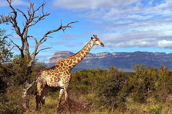 Exclusive Sunset Game Drive Safari near Hoedspruit - Is $112.20 good value?