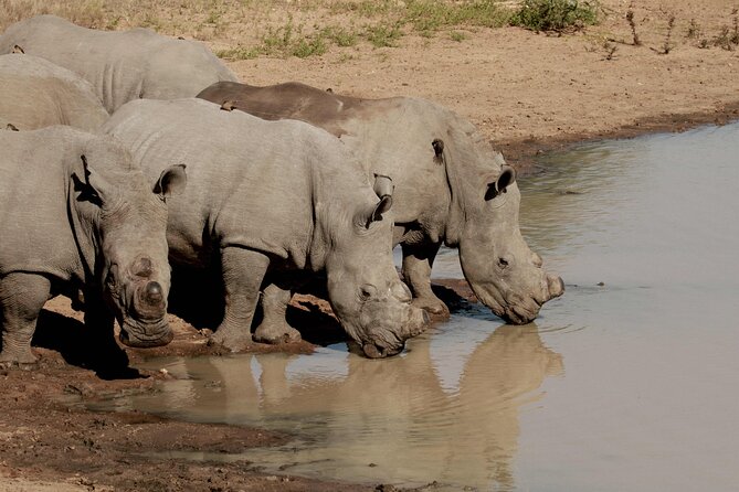 Exclusive Sunset Game Drive Safari near Hoedspruit - Who should book this sunset drive?