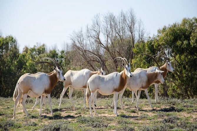 Explore Agadir wildlife national park safari with lunch & pickup - Key points to know before booking