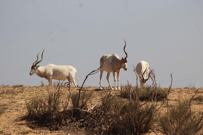 Explore Agadir wildlife national park safari with lunch & pickup - The 8 a.m. pickup and private drive
