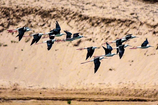 Explore Agadir wildlife national park safari with lunch & pickup - Looking for birds, mammals, and reptiles