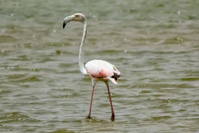 Explore Agadir wildlife national park safari with lunch & pickup - Lunch and what is included
