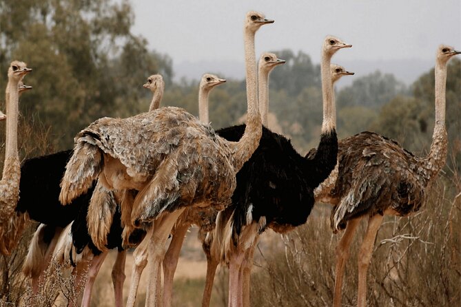 Explore Agadir wildlife national park safari with lunch & pickup - How long the experience really feels