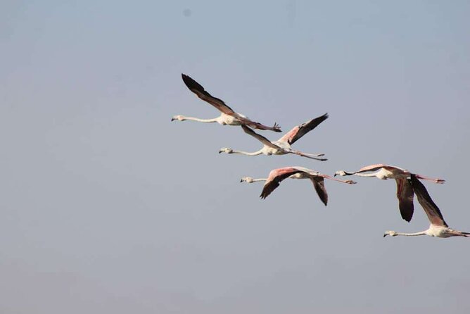 Explore Agadir wildlife national park safari with lunch & pickup - Who should book this Agadir safari