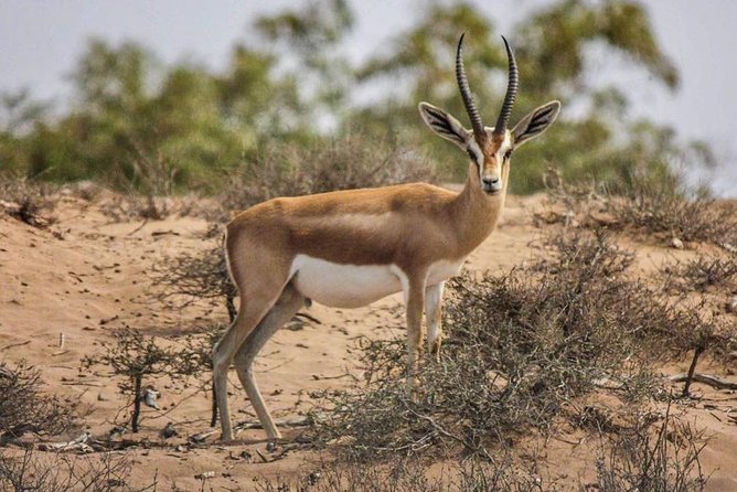 Explore Agadir wildlife national park safari with lunch & pickup - Starting at the museum