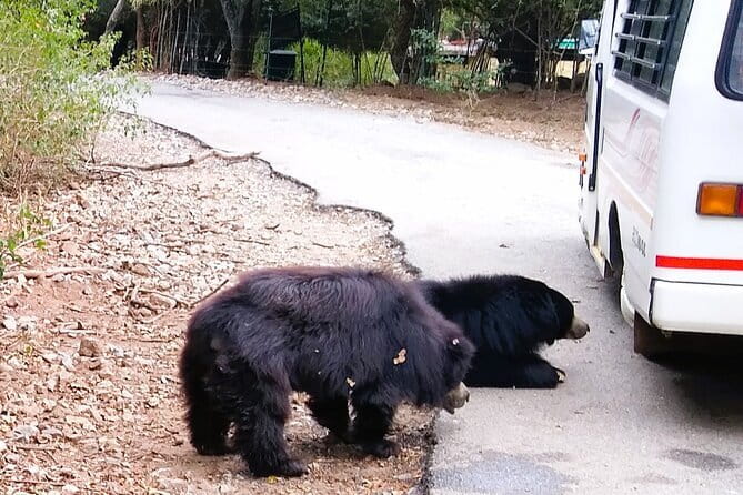 Explore Bangalore’s Wild Side – An Exclusive Bannerghatta Safari! - Key details before you book