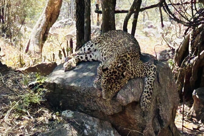 Explore Bangalore’s Wild Side – An Exclusive Bannerghatta Safari! - The 9 AM pickup and ride from Bengaluru