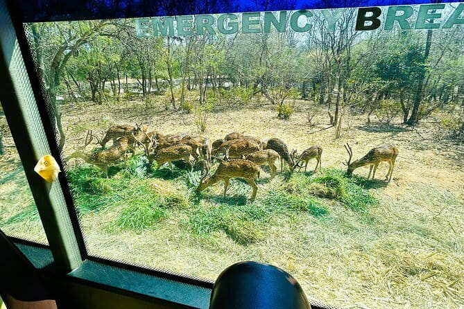 Explore Bangalore’s Wild Side – An Exclusive Bannerghatta Safari! - Practical preparation for the park