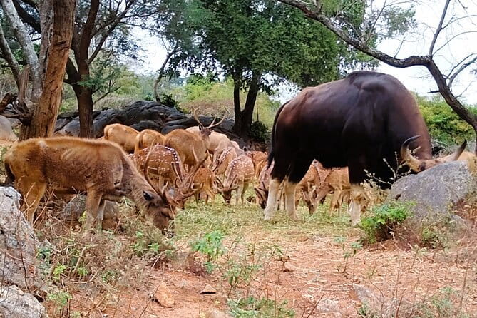 Explore Bangalore’s Wild Side – An Exclusive Bannerghatta Safari! - Safari time: lions, tigers, and elephants