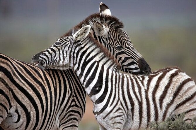Explore the best Big 5 Aquila Safari Tour and Wine Tasting - Why this Cape Town day trip works