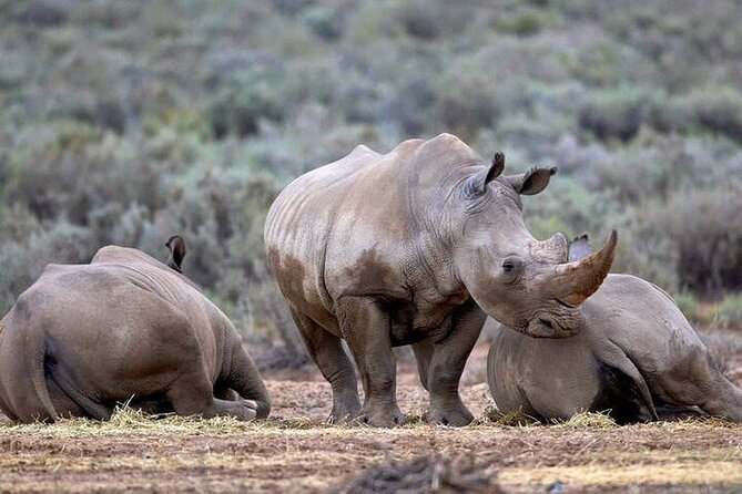 Explore the best Big 5 Aquila Safari Tour and Wine Tasting - Buffet lunch after the wildlife drive