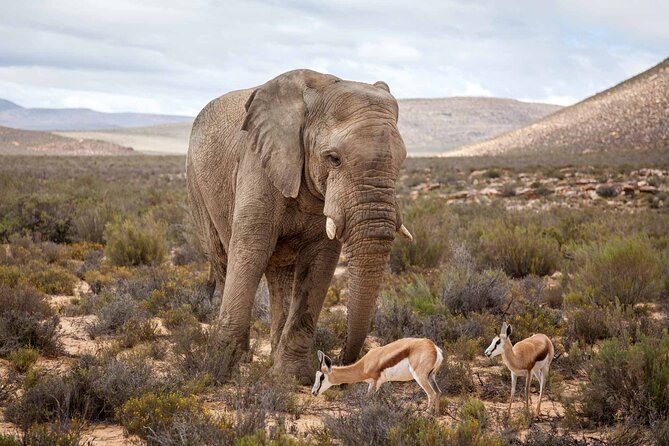 Explore the best Big 5 Aquila Safari Tour and Wine Tasting - Fairview Wine and Cheese adds a second South African flavor