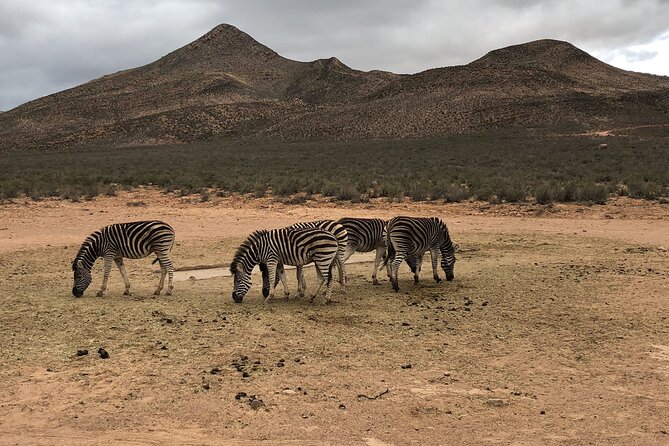 Explore the best Big 5 Aquila Safari Tour and Wine Tasting - What the $248.19 price really covers