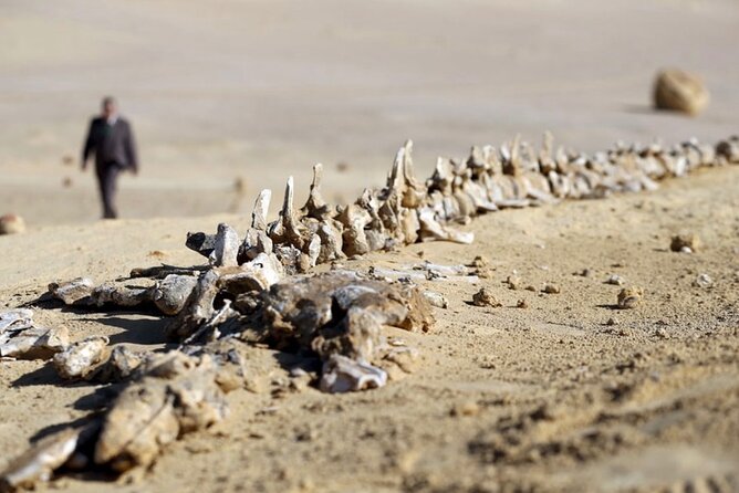 Fayoum 4x4 Safari Adventure, Sandboarding, Lunch, Felucca - Is the $5 price really the full cost?