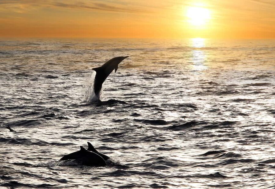 Fazana: Dolphin Finder in Brijuni islands Safari with Dinner - Leaving Fažana from the white lighthouse