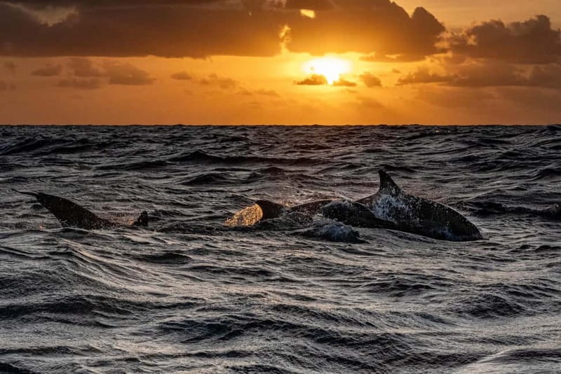 Fazana: Dolphin Finder in Brijuni islands Safari with Dinner - Who will enjoy this cruise most?