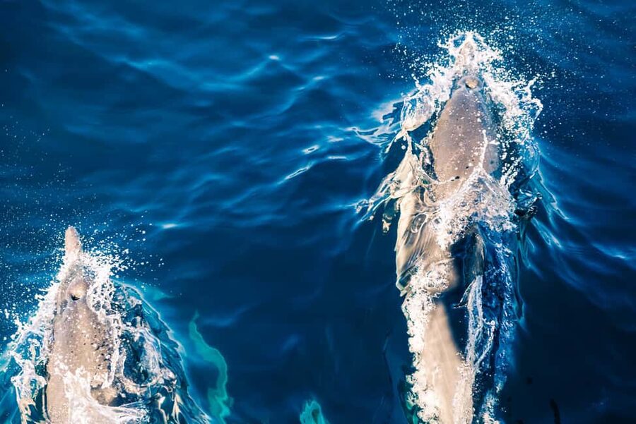 FAŽANA: DOLPHIN SAFARI - Four things to know before you board