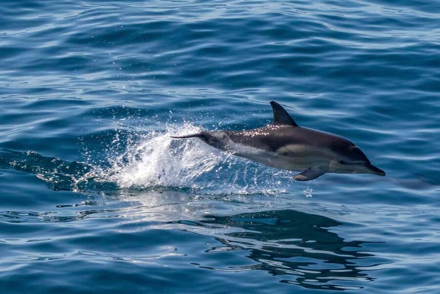 FAŽANA: DOLPHIN SAFARI - Passing Small Brijun and its Roman theater