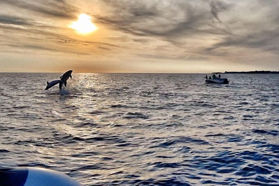 Fazana: dolphin safari and sightseeing in Brijuni at sunset - Brijuni National Park from the sea