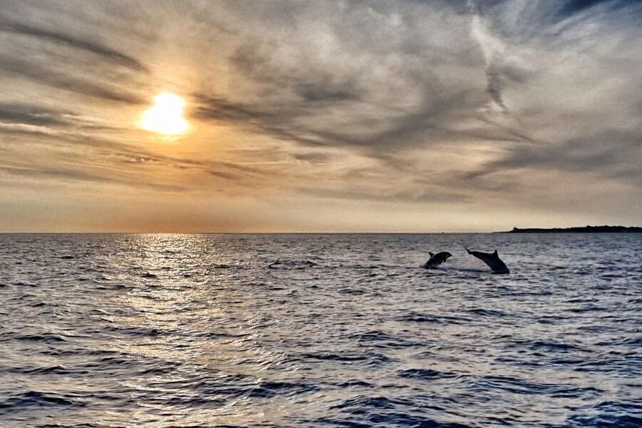 Fazana: dolphin safari and sightseeing in Brijuni at sunset - The dolphin search near sunset