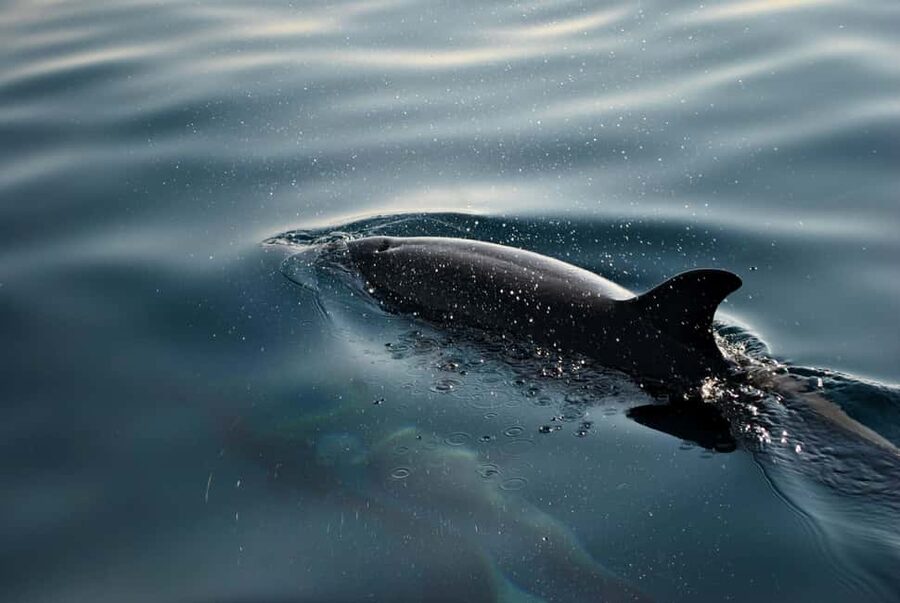 FAŽANA: DOLPHIN SAFARI - Watching for dolphins near Brijuni