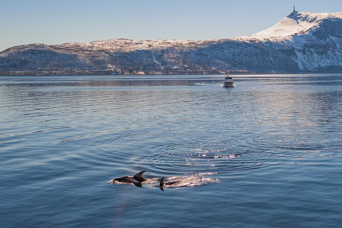 Fjord Safari in the Altafjord - The first hour: open views across Altafjord