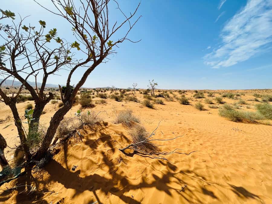 From Agadir: Jeep Desert Safari with Lunch and Camel Ride - What this Agadir day trip actually covers