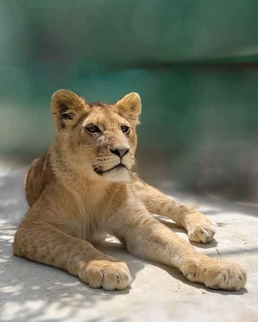 From Alanya: Lion Safari & Green Canyon Splash Feast w/Lunch - The 45-minute lion and animal visit