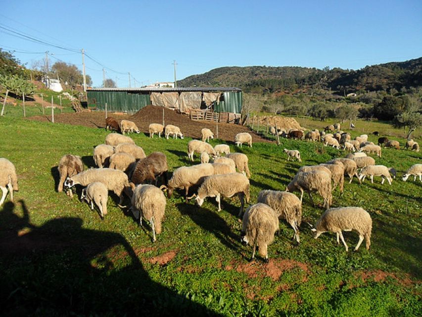 From Albufeira: Half-Day Algarve Jeep Safari - The river stop and the chance to swim
