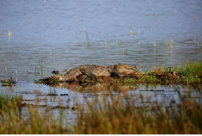 From Anuradhapura: All Inclusive Full Day Safari at Wilpattu - Why Wilpattu makes a strong safari choice