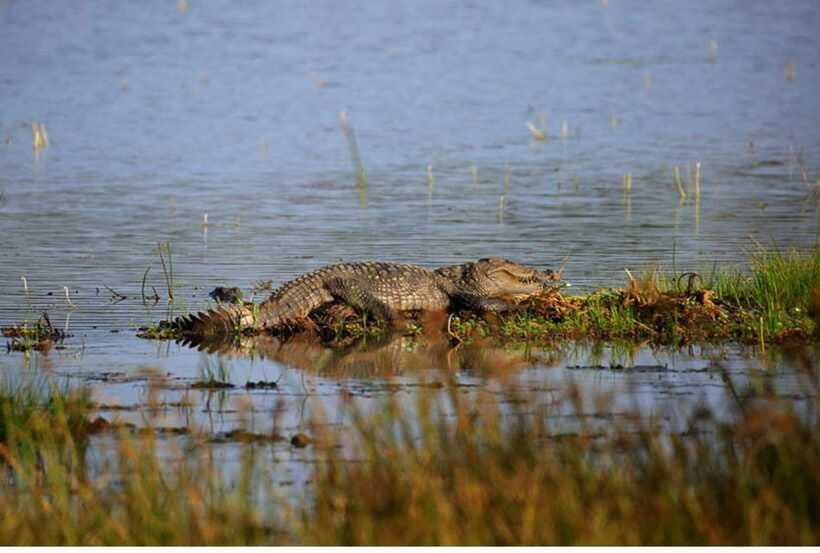 From Anuradhapura: All Inclusive Full Day Safari at Wilpattu - Breakfast, lunch, and comfort during a long day