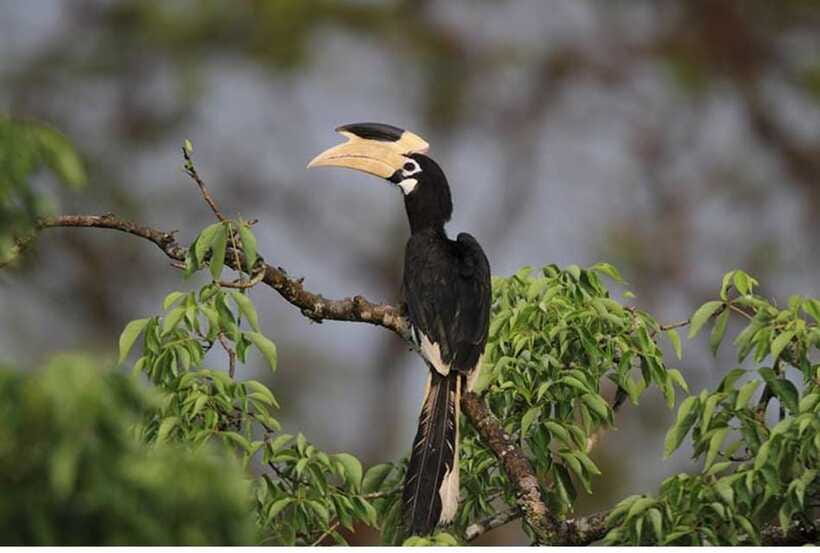 From Anuradhapura: All Inclusive Full Day Safari at Wilpattu - How the guiding affects your day