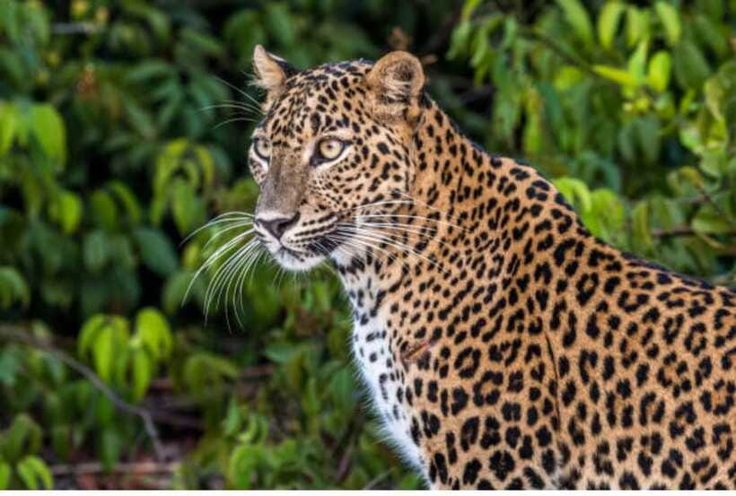From Anuradhapura: All Inclusive Full Day Safari at Wilpattu - Is $117 good value for a full day?