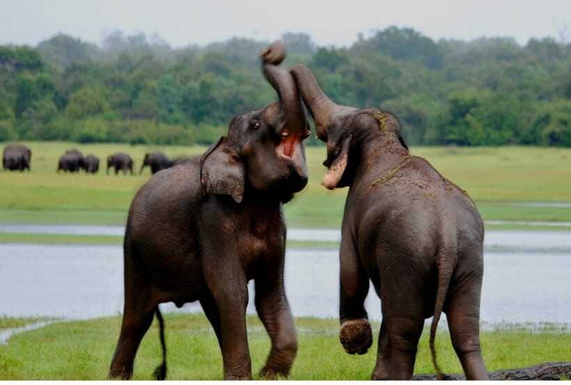 From Anuradhapura: All Inclusive Full Day Safari at Wilpattu - Practical advice for getting more from the day