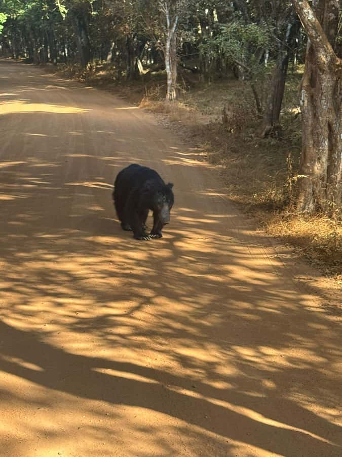 From Anuradhapura:Wilpattu Full-Day Wildlife Safari. - Key Points At A Glance