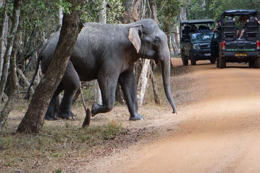 From Anuradhapura:Wilpattu Full-Day Wildlife Safari. - Breakfast And Lunch That Add Local Flavor