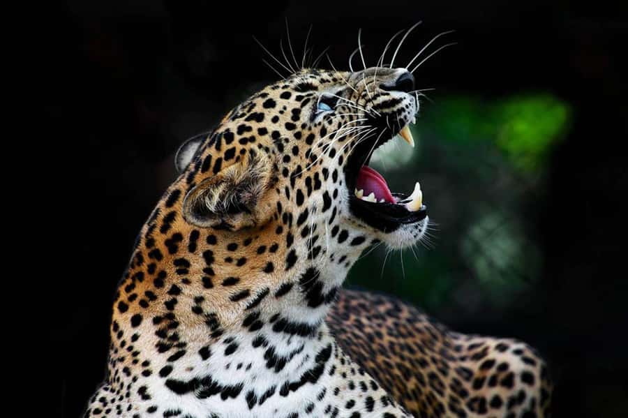 From Anuradhapura:Wilpattu Full-Day Wildlife Safari. - The Wildlife You Might See