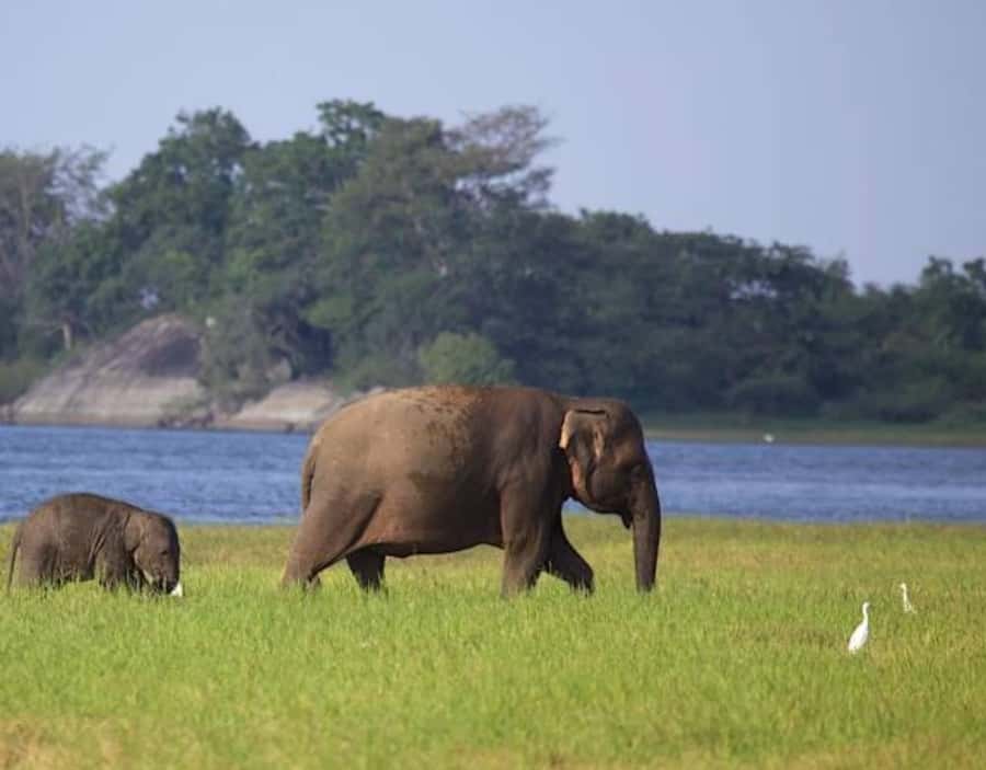From Anuradhapura:Wilpattu Full-Day Wildlife Safari. - Booking Details And Small Practical Tips