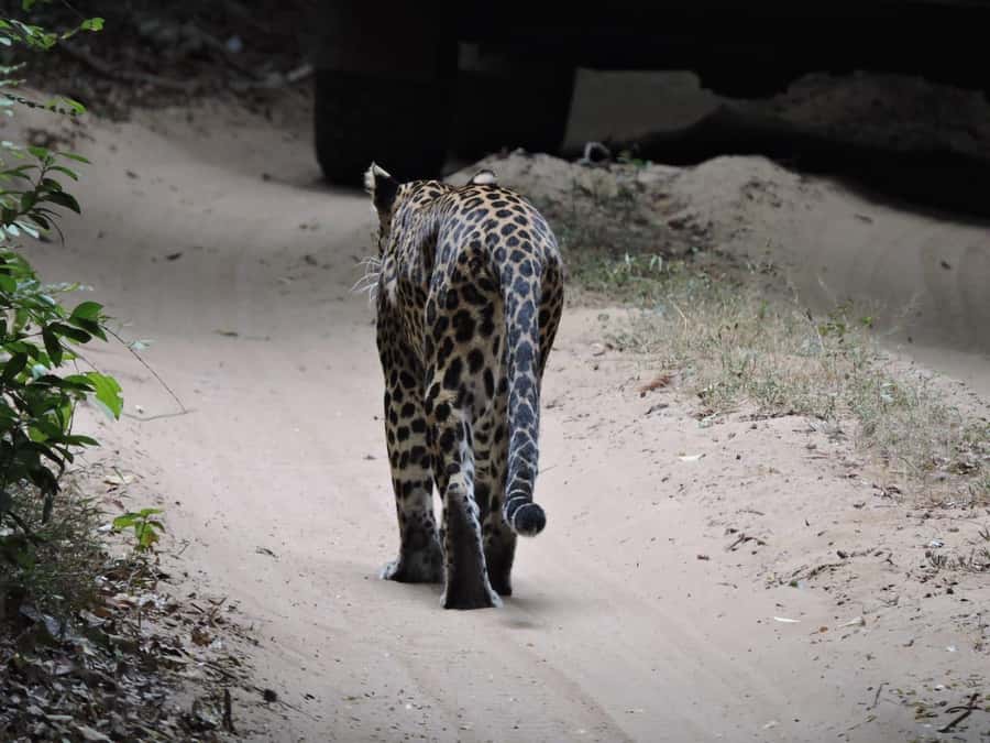 From Anuradhapura:Wilpattu Full-Day Wildlife Safari. - Should You Book The Wilpattu Safari?