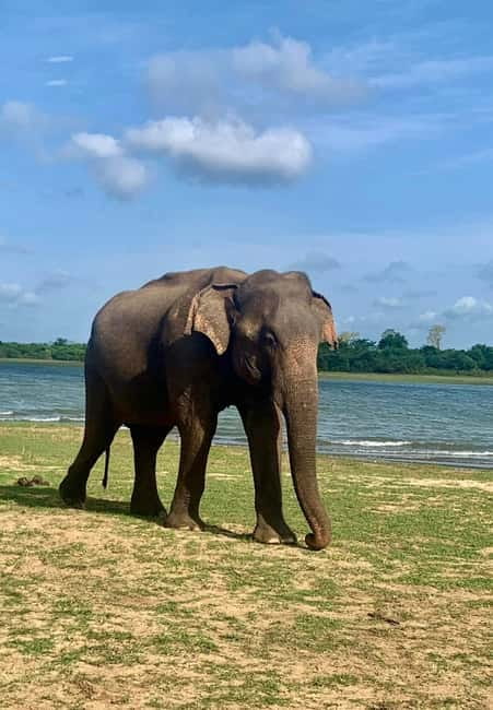 From Anuradhapura: Wilpattu National park Safari - Key points to know before booking