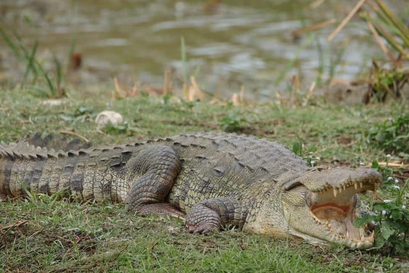 From Anuradhapura: Wilpattu National park Safari - Wildlife sightings, from leopards to kingfishers