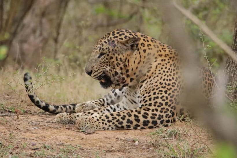 From Anuradhapura: Wilpattu National park Safari - Breakfast and lunch depend on the option you choose