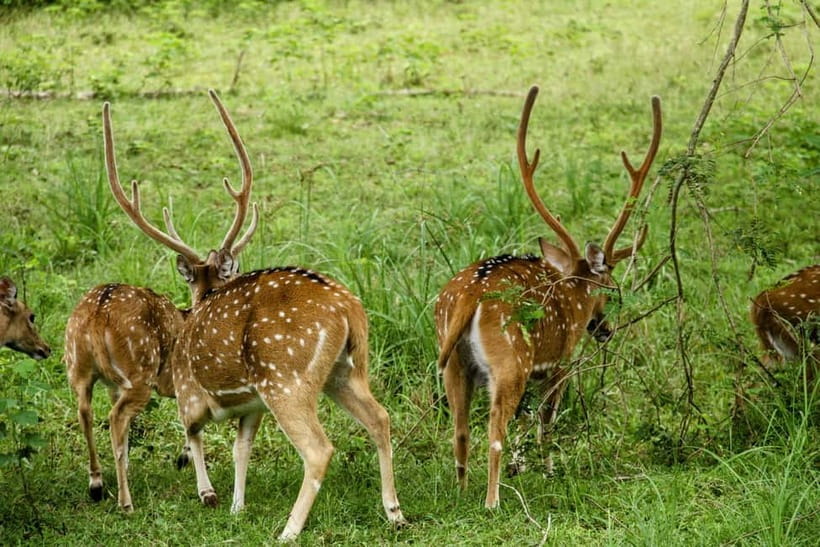 From Anuradhapura: Wilpattu National park Safari - What the $65 price really covers