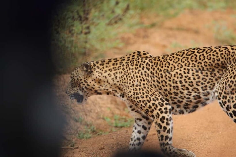 From Anuradhapura: Wilpattu National park Safari - Is this Wilpattu safari right for you?